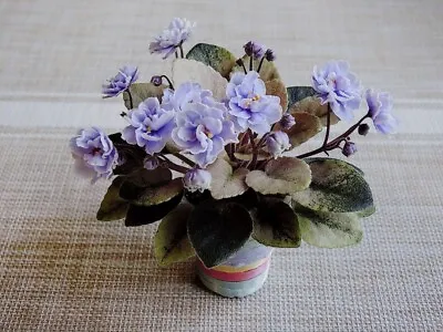 £5 • Buy African Violet LEAVES-1 - Mini, Semimini To Choose