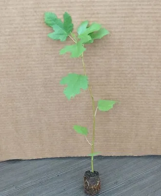 3 Pack - Black Mission Fig Tree – Ficus Carica - Live Plant (Starter Plants) • $33.99