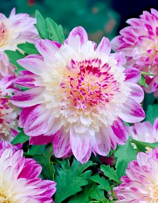 Beautiful Dahlia  Que Sera  Summer Garden Flowering Tuber • £5.99