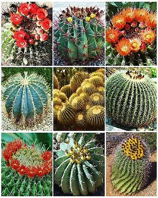 BARREL CACTUS VARIETY Mix Exotic Globular Ball Cacti Rare Flower Seed 100 SEEDS • $9.95