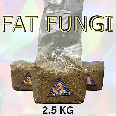 PF Tek 2.5 KG Bag Easy Mushroom Grow Kit - Fruit In Bag! - 3oz+ Like Magic • £24.99