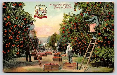 Florida~Workers At Orange Grove~H & WB Drew Co Pub C1907 Vintage Postcard • $12