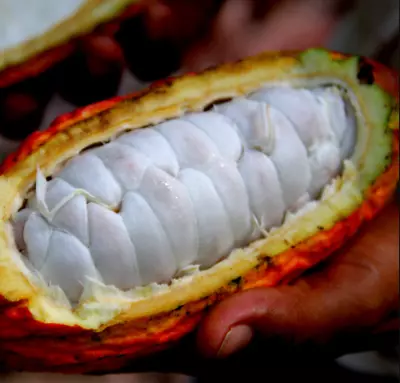 Cocoa Bean Seeds Theobroma Cacao Chocolate Fruit Ceylon Organic High Germination • £8.68