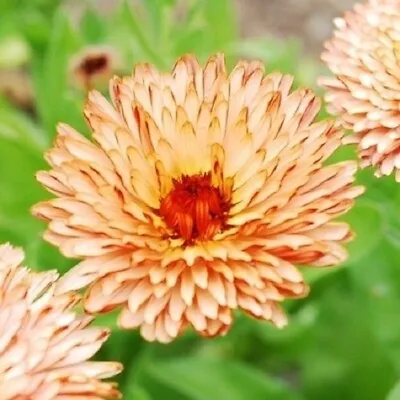 40+ Calendula Pacific Beauty Apricot / Re-seeding Annual / Flower Seeds. • $4.50