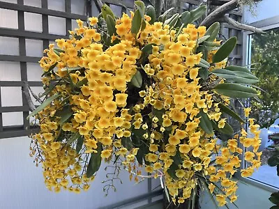 Dendrobium Aggregatum “MOUNTED BLOOMING SIZE” • $50