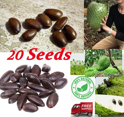 $4.99 • Buy Prickly Custard Apple / Soursop Guanabana Annona Muricata  20+ Seeds