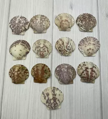 Calico Scallop Seashells Lot Of 13 Craft Project Beach Decor • $7.99