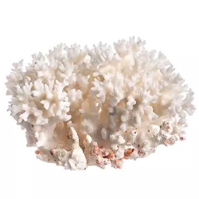 White Sea Coral Lace Coral Pocillopora Damicornis • $25.99