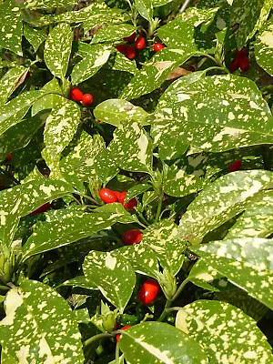 Aucuba Japonica Variegata Spotted Laurel Evergreen Hardy Plant Shrub 9cm & 17cm • £9.80