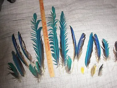 Macaw Feathers Blue & Gold 12 Total Plus Little Ones • $31