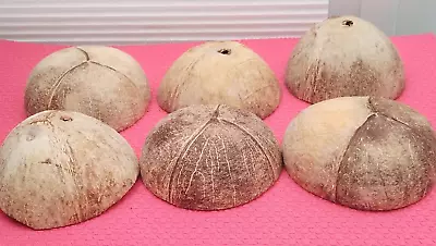 RAW NATURAL  COCONUT SHELL 6 Half' AQUARIUM -ART-CRAFTS-BIRD FEEDER REF 23/04/24 • £8