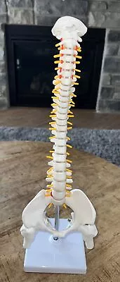 Nwot Scientific Human Spine Model With Complete Vertebrae & Pelvis & Stand 17” • $58