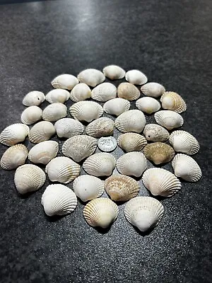 40x Natural Cockle Beach Sea Shells/Crafts Supply/Aquarium Sea Decor/Art Supply • £5.95