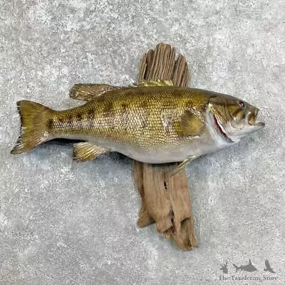 #28433 P | 22  Smallmouth Bass Freshwater Taxidermy Fish Mount For Sale • $920