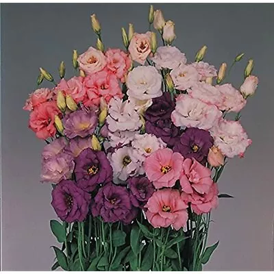 Lisianthus Echo Series Mixed F1 Flower Seeds • £17.15