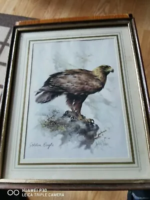 £20 • Buy Framed Golden Eagle Print By Derick Bowy 