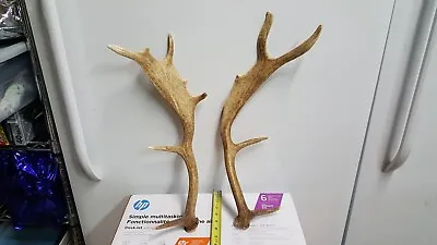 FALLOW DEER SHED SET Whitetail Deer Mule Antelope Antlers Taxidermy Shed • $59