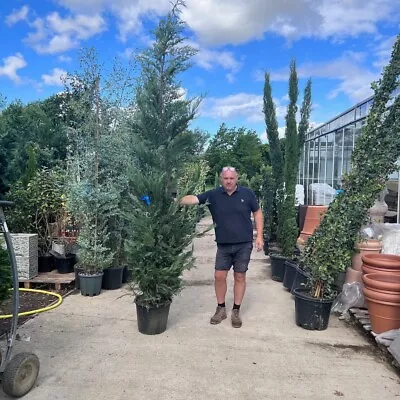 Extra Large Green Leylandii Hedging Plants 275/300cm - Above The Pot • £64.95