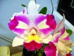 $10.50 • Buy ORCHID - Rlc. Mari's Magic 'Chief Satisfaction' - FRAGRANT