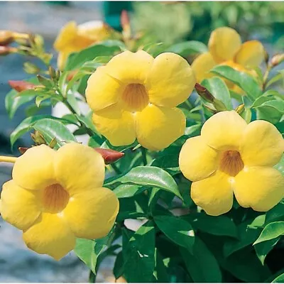 Yellow Allamanda Starter Live Plant~Perennial~Yellow Flower 3 To 5 Inches Tall • $5.99