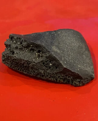 $11 • Buy Turtle Shell Fossil - No Restorations