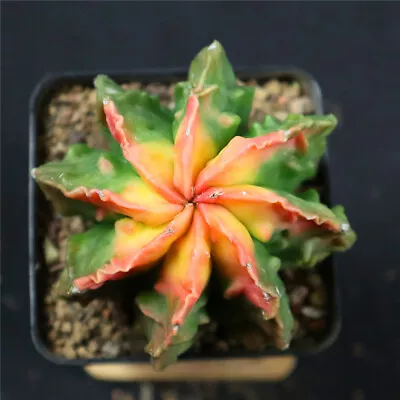 Astrophytum Myriostigma Fukuryu Variegated Degrafted No Roots Rare Cactus 7278 • $24.99