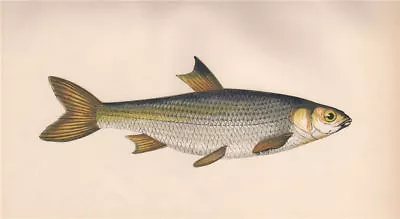 DACE. Leuciscus Leuciscus. COUCH. Fish 1862 Old Antique Vintage Print Picture • $7.46