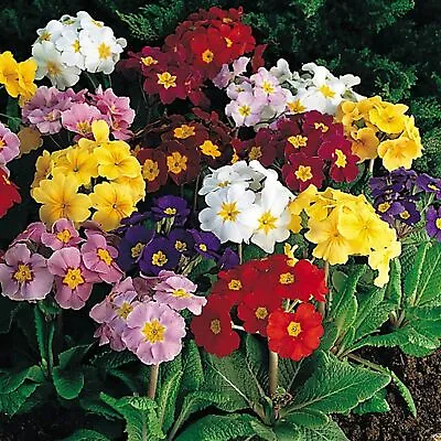 £6.49 • Buy 100 Polyanthus Primula Crown Exhibition Mix Seeds - Mixed Colours - 100 Seeds