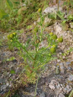 50 Pineappleweed Seeds (Matricaria Matricarioides) - Organically Managed Land • £2.25