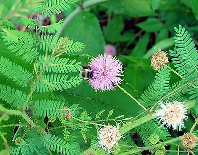 Sensitive Plant MIMOSA Novelty Pink Flower 20 SEEDS GroCo BUY ANY 10 SHIPS FREE • $1.50