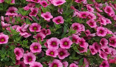 Calibrachoa Conga Rose Million Bells 3 Plug Plant To Be Grown On • £5.95