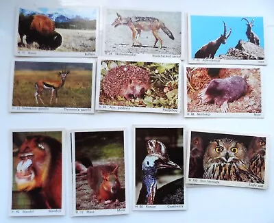 13 DANDY GUM CARDS ~ Wild Animal Series • £5