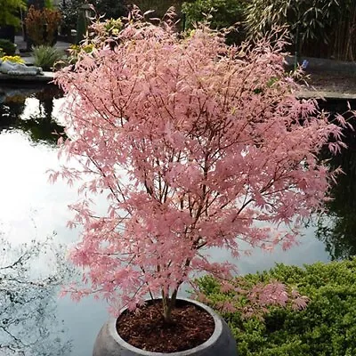 Pink Shade Japanese Maple Tree Seeds Acer Palmatum Taylor Bonsai Seeds • £2.29