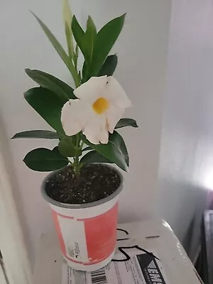 Mandevilla White  | Well Rooted Plant In Quarter  Pot • $19