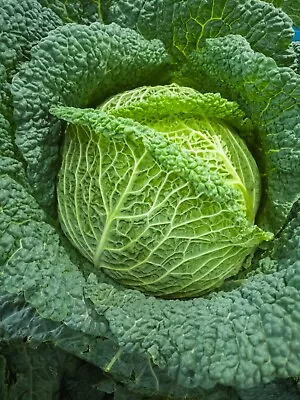 Savoy Cabbage Seeds Vertus 2 - 200 Seeds • £1.85