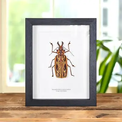 Taxidermy Sabertooth Longhorn Beetle Frame (Macrodontia Cervicornis) • $169.22