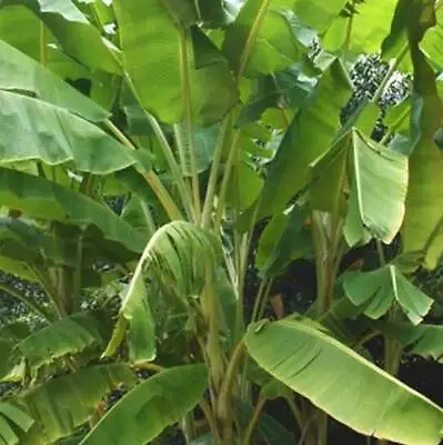 Musa Yunnanensis - 10 / 50 Seeds - Hardy Wild Forest Banana • £2.25