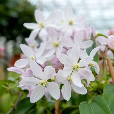 Clematis Armandii 2lt Pot 90cm Evergreen Climber Tropical Winter White Flower • £21.99