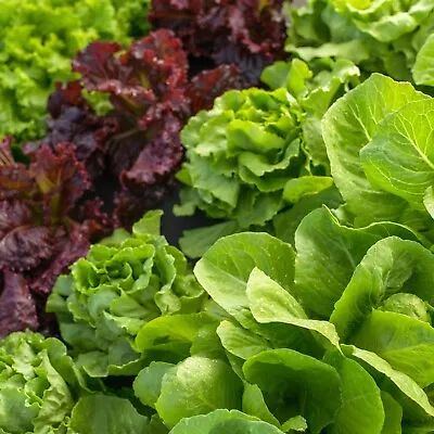 Organic Lettuce Plug Plants Many Varieties Salad Plants - End Of March Dispatch • £10.99