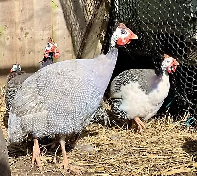 Guineafowl Fertile Hatching Eggs • £10