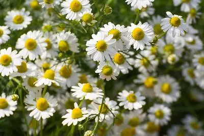 Roman Chamomile 500 Seeds-Sweetly Scented Lawn Tea • £2.68