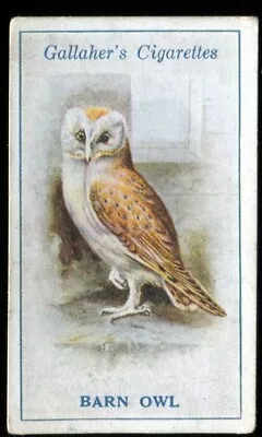 Tobacco Card Gallaher BRITISH BIRDS By GEORGE RANKIN 1923 Barn Owl #60 • £2