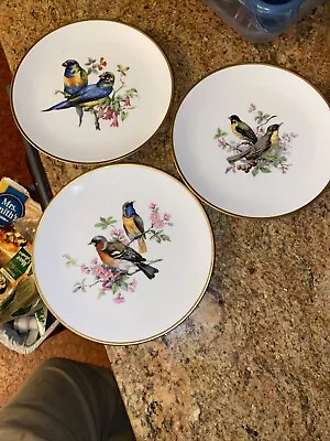 Vintage Porcelain Collector Plates Birds Gold Rim Parrot Kaiser Vogel Co Quality • $24