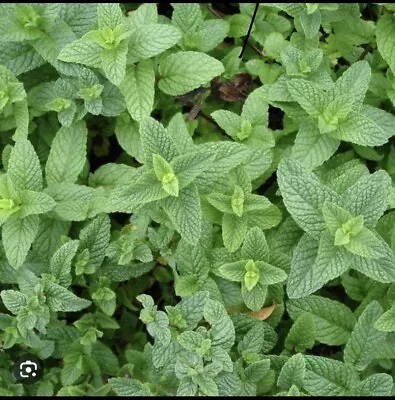 Spearmint Mint - Sweet Mint - Chocolate Mint -pepper Mint Live Plants( 4 Plants) • $12.99