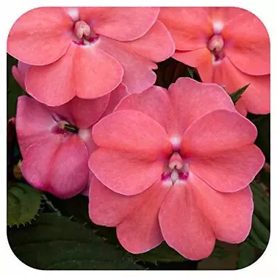 SunPatiens Impatiens Vigorous Pink Pearl X 3 Large Plug Plants Busy Lizzies • £12.99