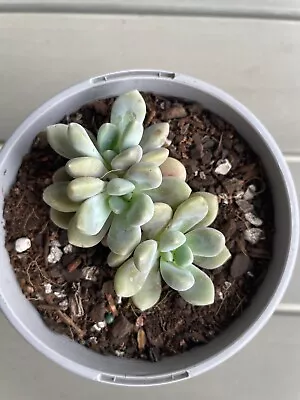 Graptopetalum Custard Korean Succulent 105mm Pot • $14