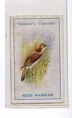 (Jx901-100) GallaherBritish Birds By G.RankinReed Warbler1923 #29 • £2