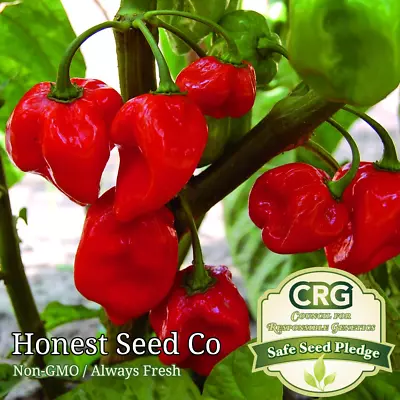 HOT Red Habanero Pepper Seeds | Non-GMO Garden Seeds From USA Free Shipping • $2.98