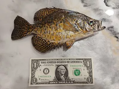 New Beautiful Real Skin 9 Inch Crappie Bluegill Fish Taxidermy • $62.50