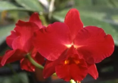 $12 • Buy Cattleya Mericlone Seedling Plant....Pot Kozos Scarlet  Vi-Emy HCC/AOS & SM/JOGA